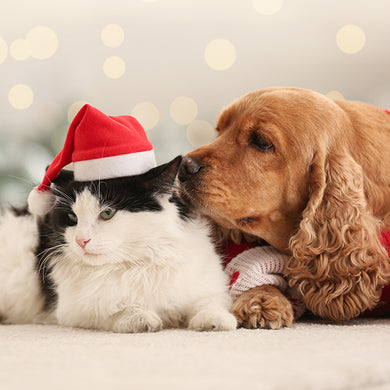 Cat with Santa hat cuddling with a dog