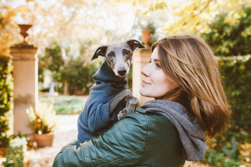 Italian Greyhound being held by human