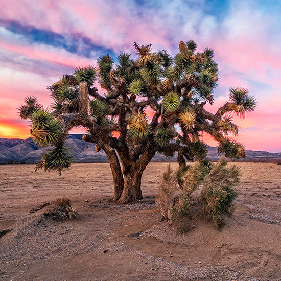 Save the Joshua Tree from Extinction