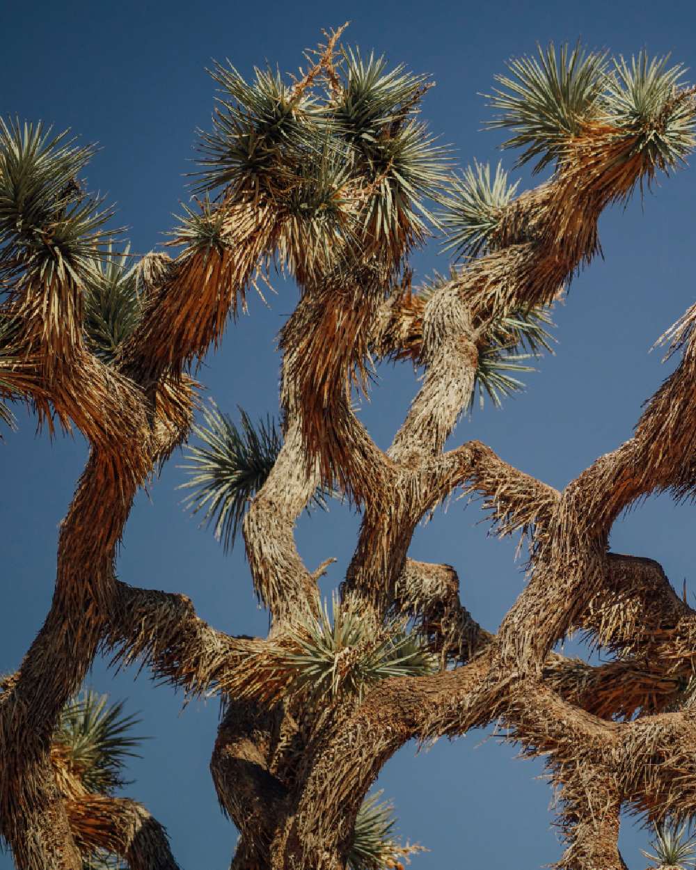 Joshua trees are not actual trees but belong to the yucca plant family.