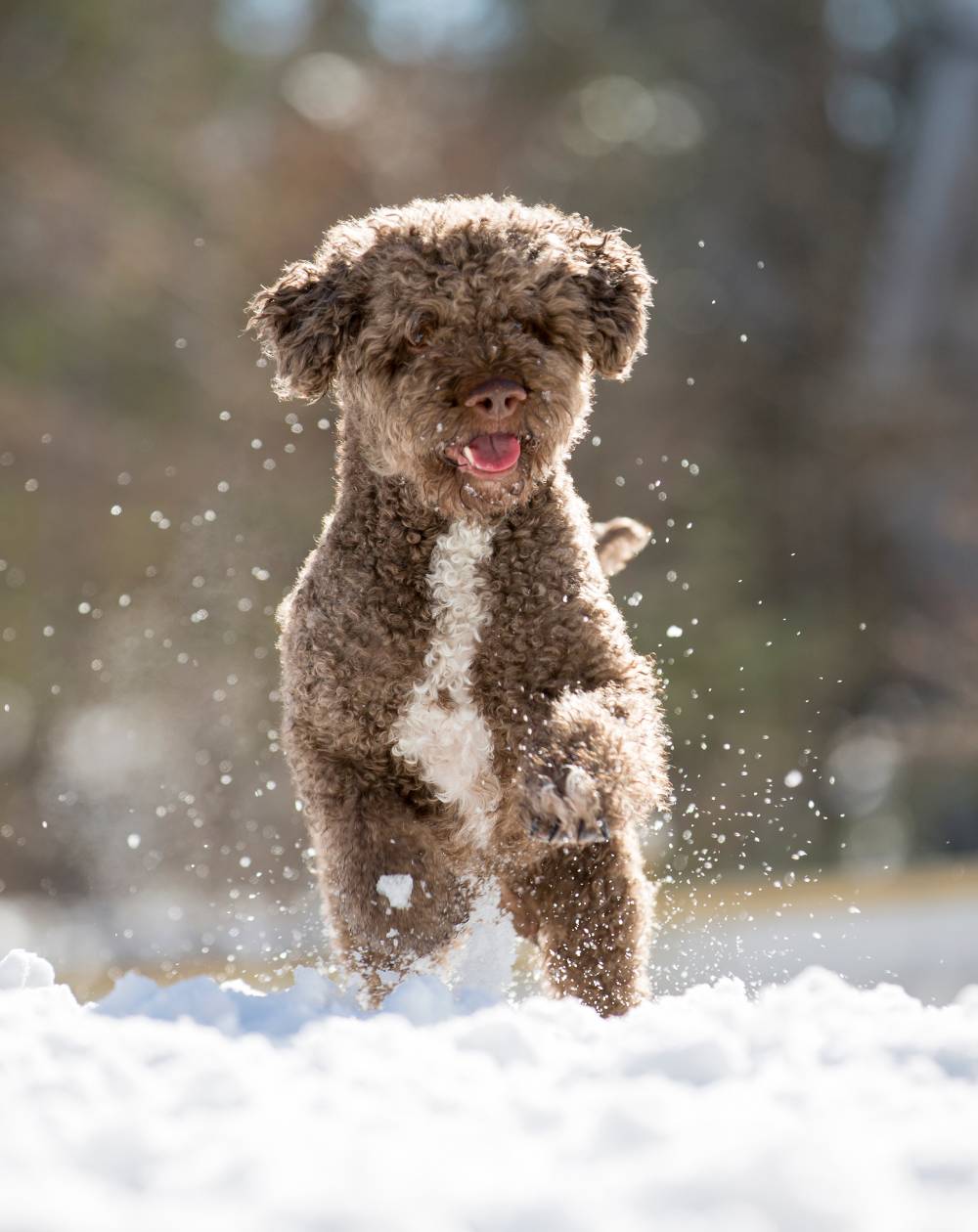 Lagotto Romagnolo playing in the snow