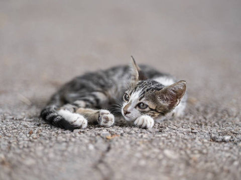 Kitten laying on road