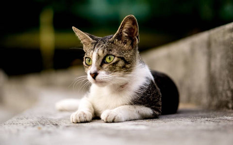 Cat sits against curb