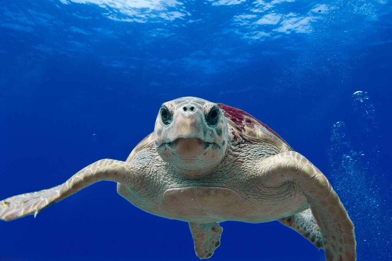 Loggerhead turtle