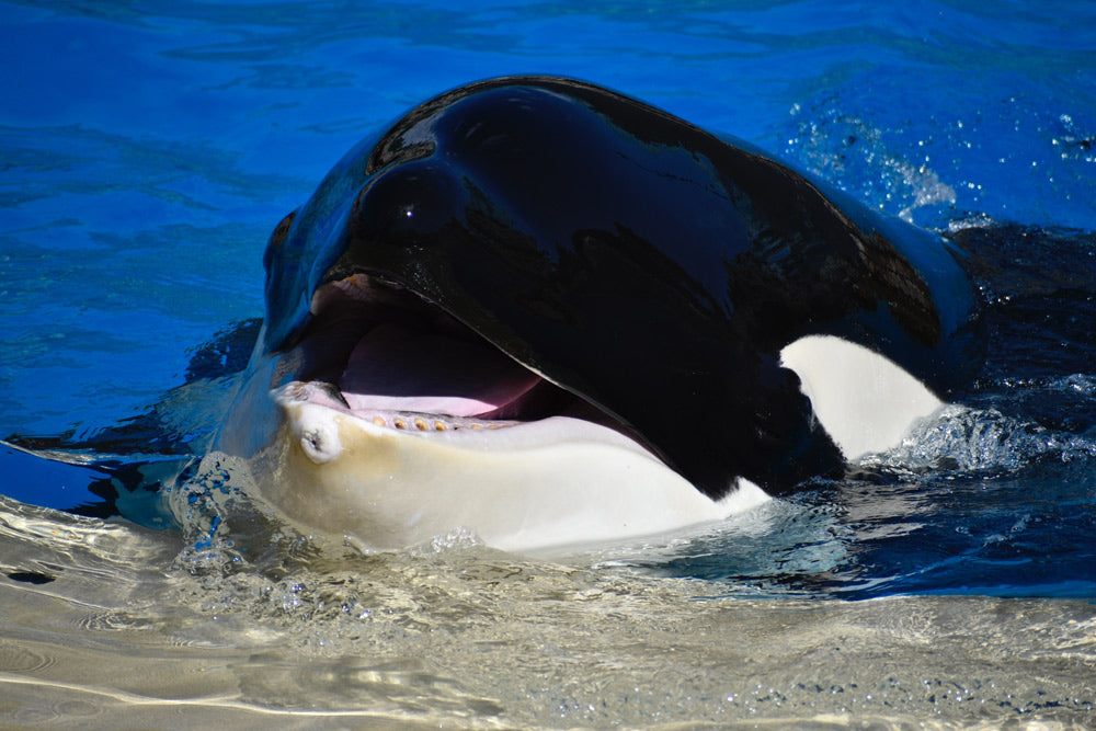 Small enclosures in captivity can lead to physical and psychological stress in whales.