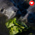 Urgent: Save Manatees from Starvation
