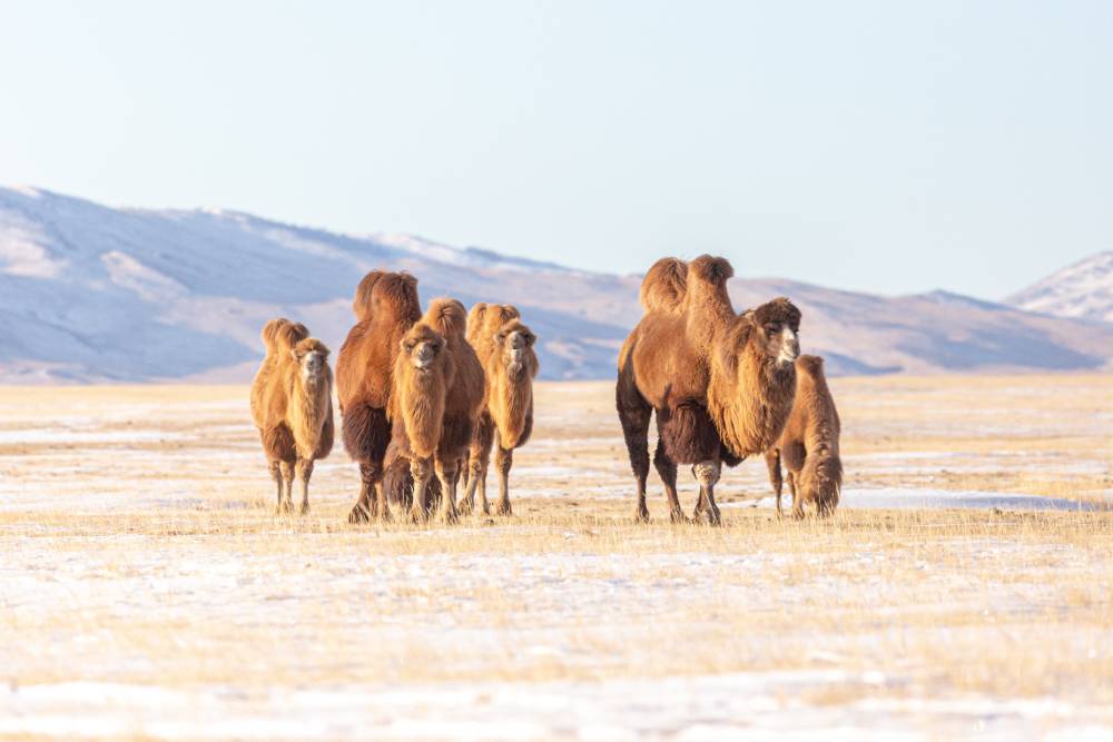 Group of migratory Bactrian camels