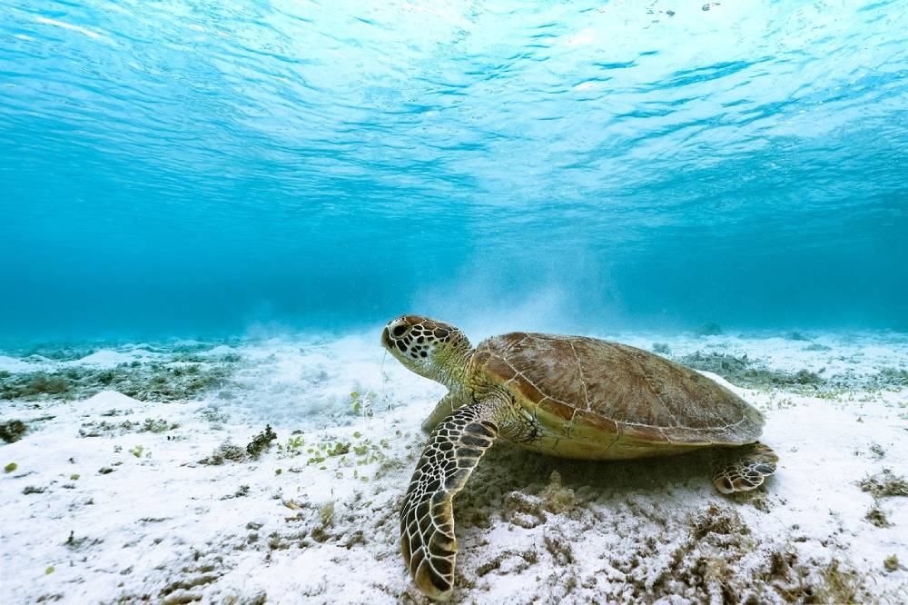 Green turtle swims along ocean floor