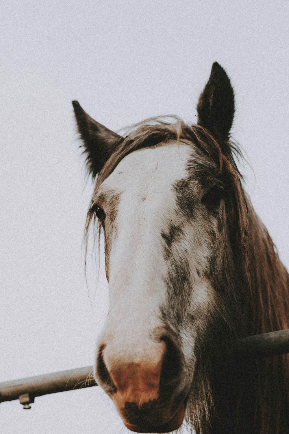 The horse was rescued by the RSPCA in East Durham, England.