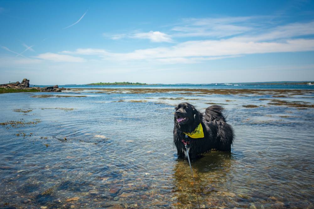 Newfoundland dog swimming in water at a beach