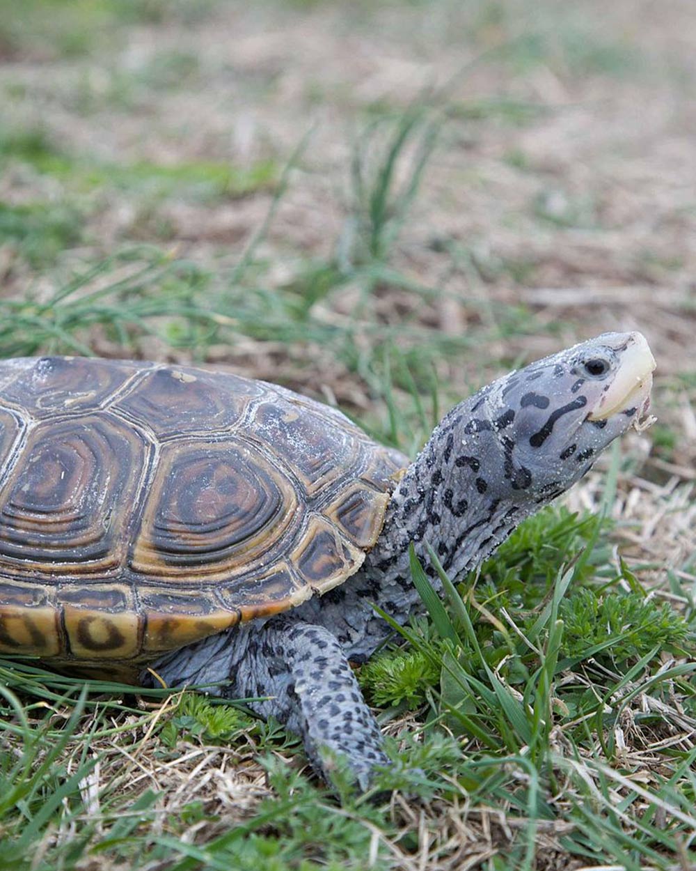 The Northern Diamondback Terrapin is a species of turtle found along the Atlantic coast of the United States.