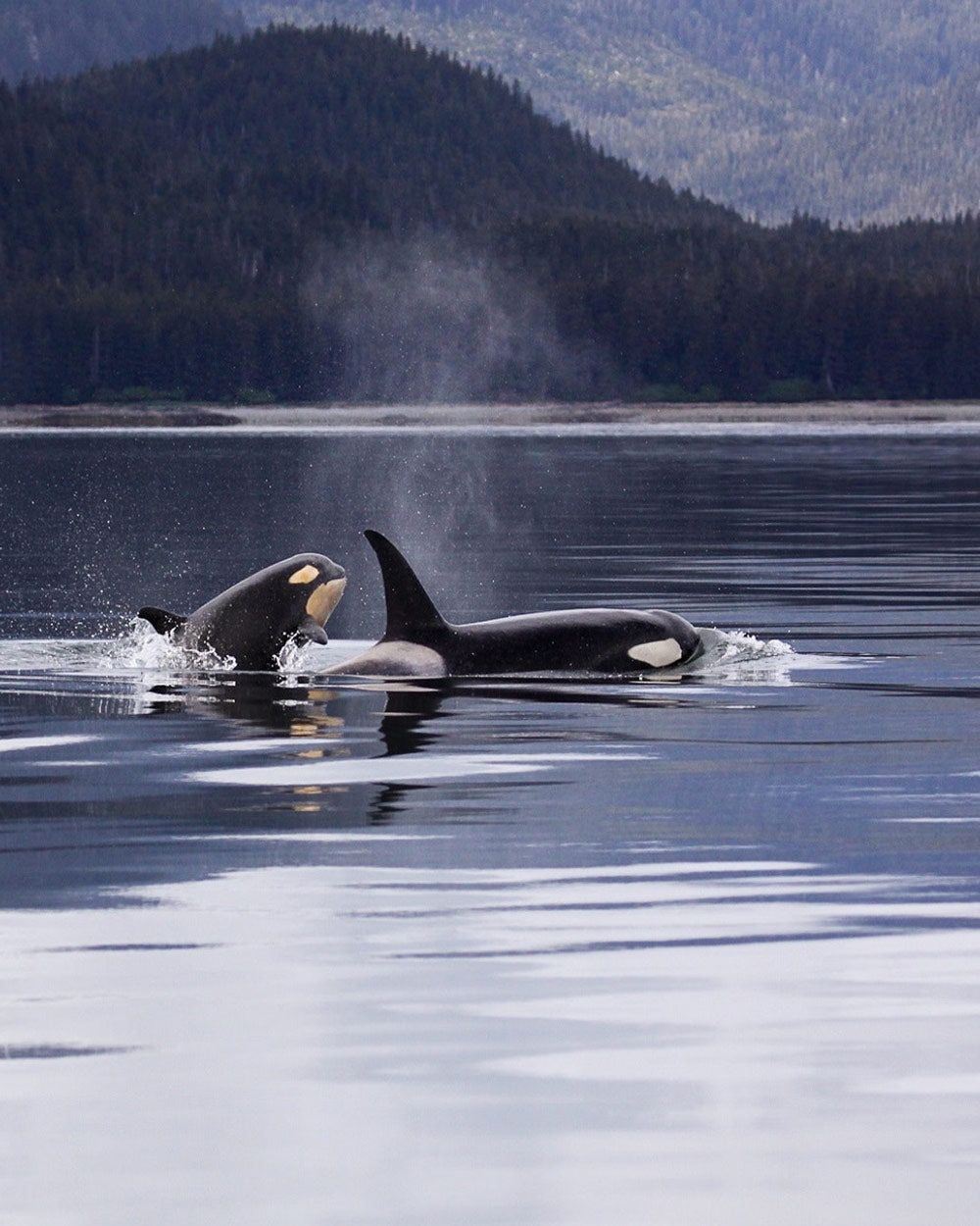 Trauma and revenge have been proposed as possible motivations for the orcas' behavior.