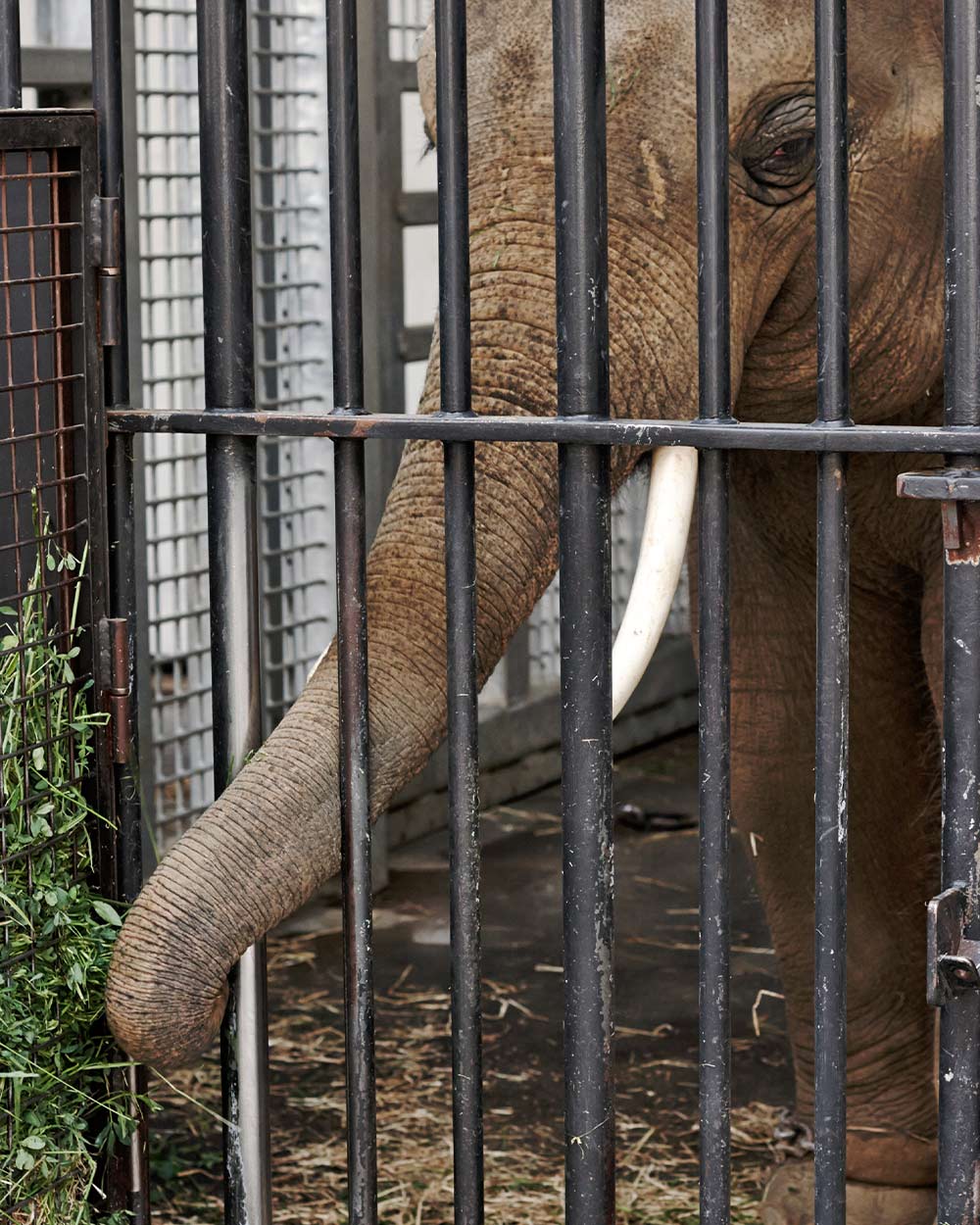 Take action for the future of these majestic animals!
