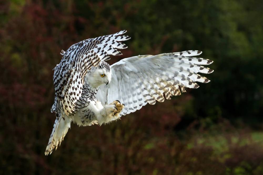Snowy owl in flight during the day