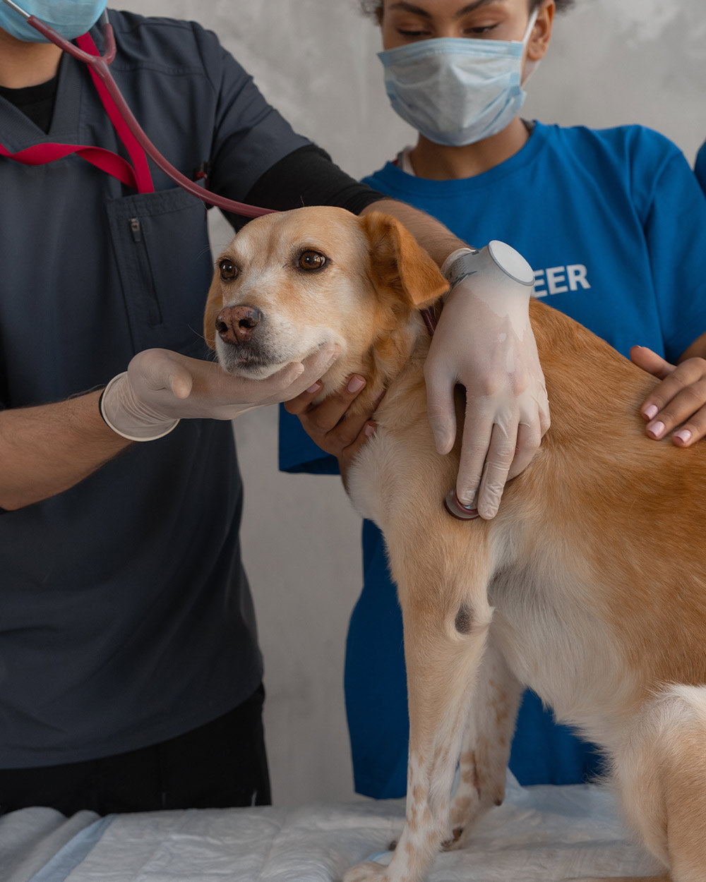 Consult a veterinarian before flying with your pet.