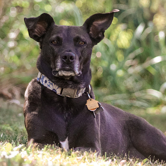 Pledge to Keep Pets Cool