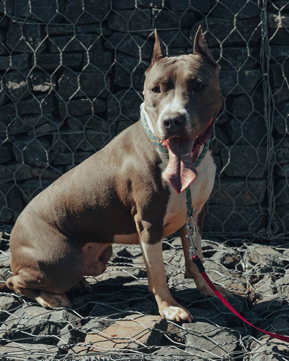 Walking on hot pavement can burn and damage pets' paw pads.