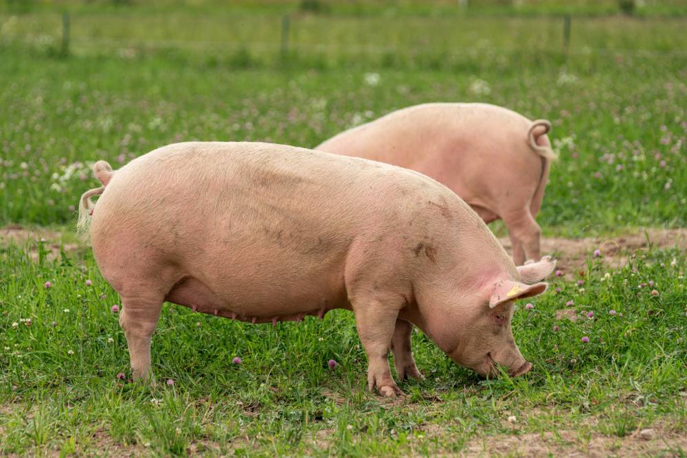 Pigs out in open grassy field