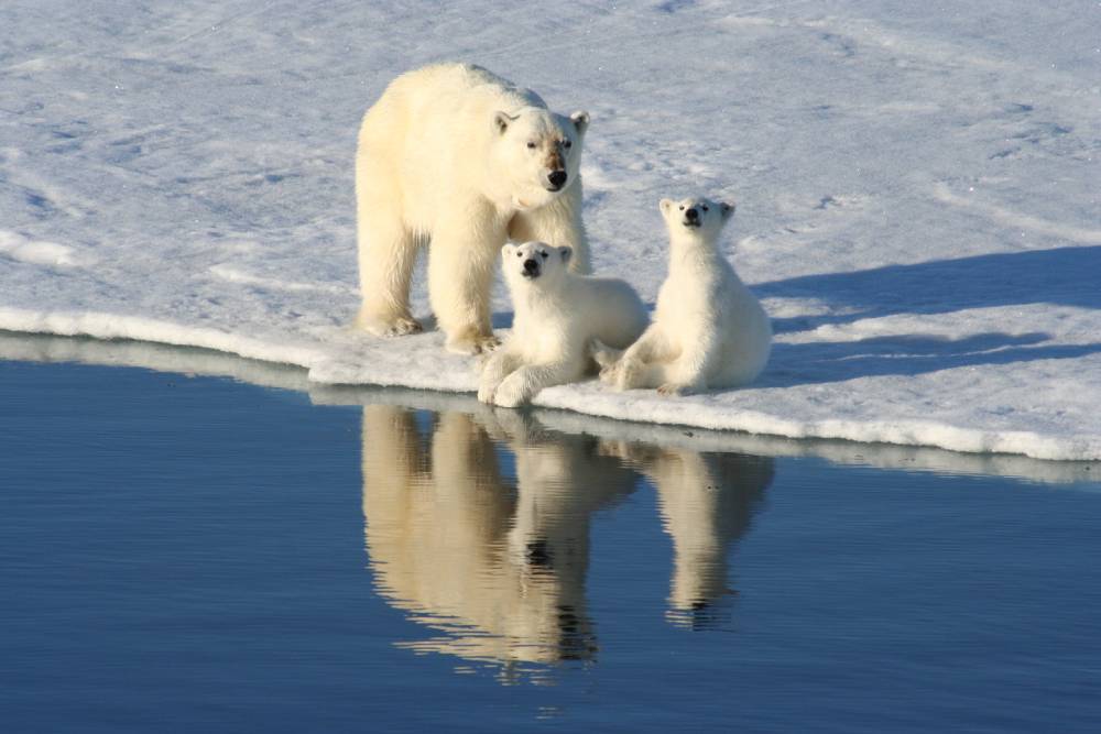 Polar bear mother with cubs on ice