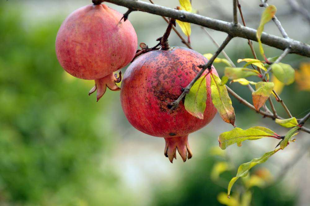 Two pomegranates hang off tree