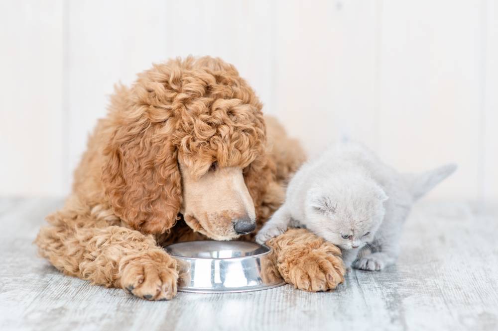 Poodle playing with cat