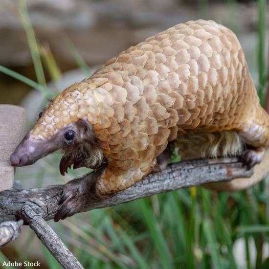 Help Save Pangolins