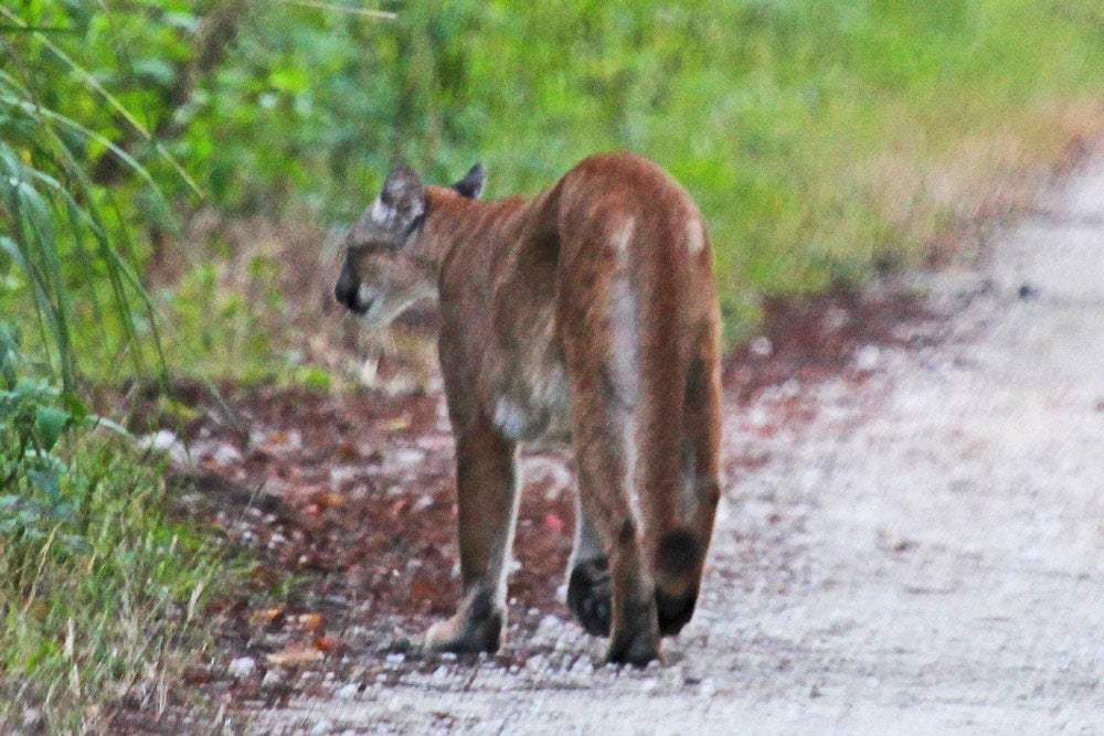 Public awareness is key to the continued survival of this species.