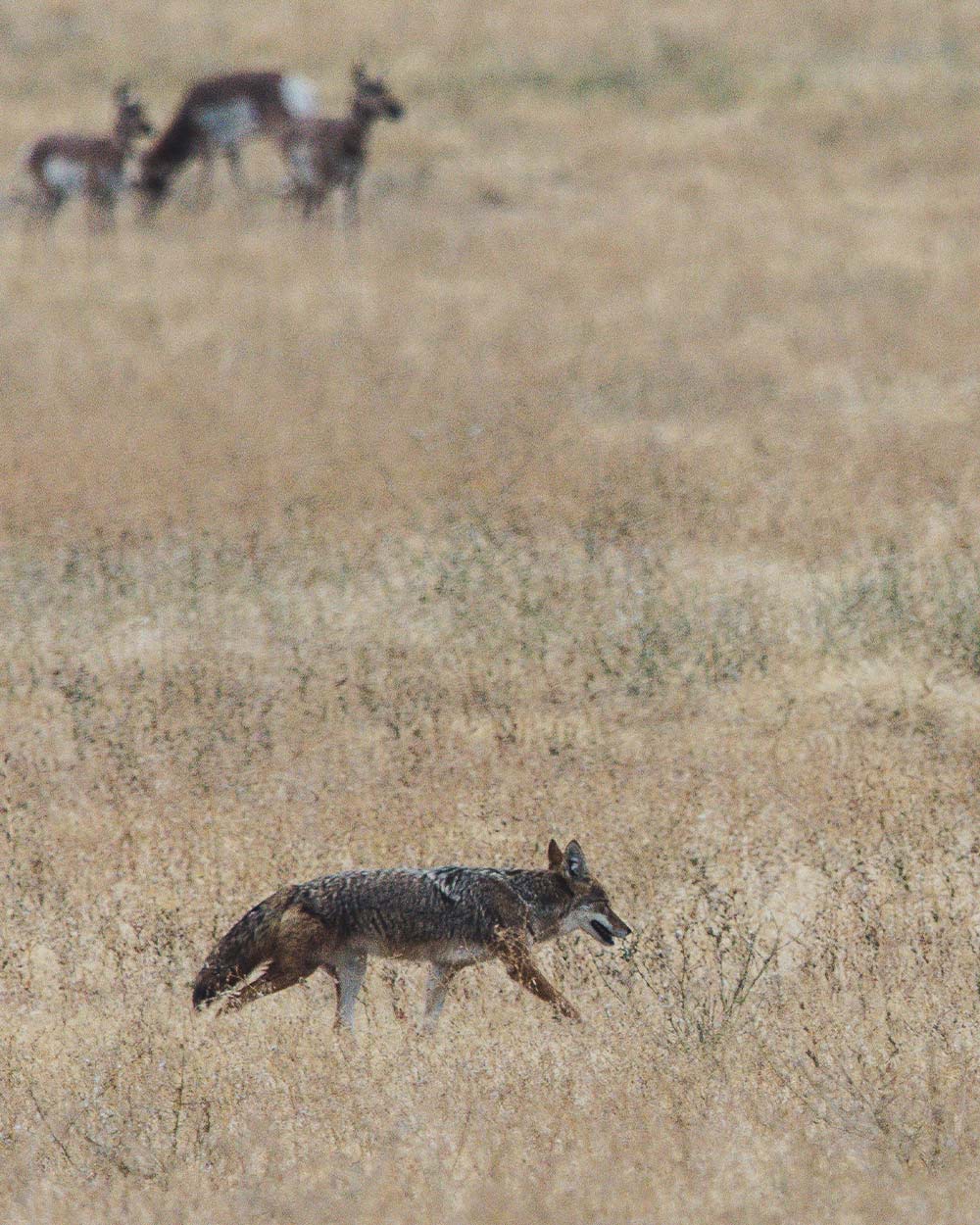 Iconic grassland species face increased risks of decline or extinction.