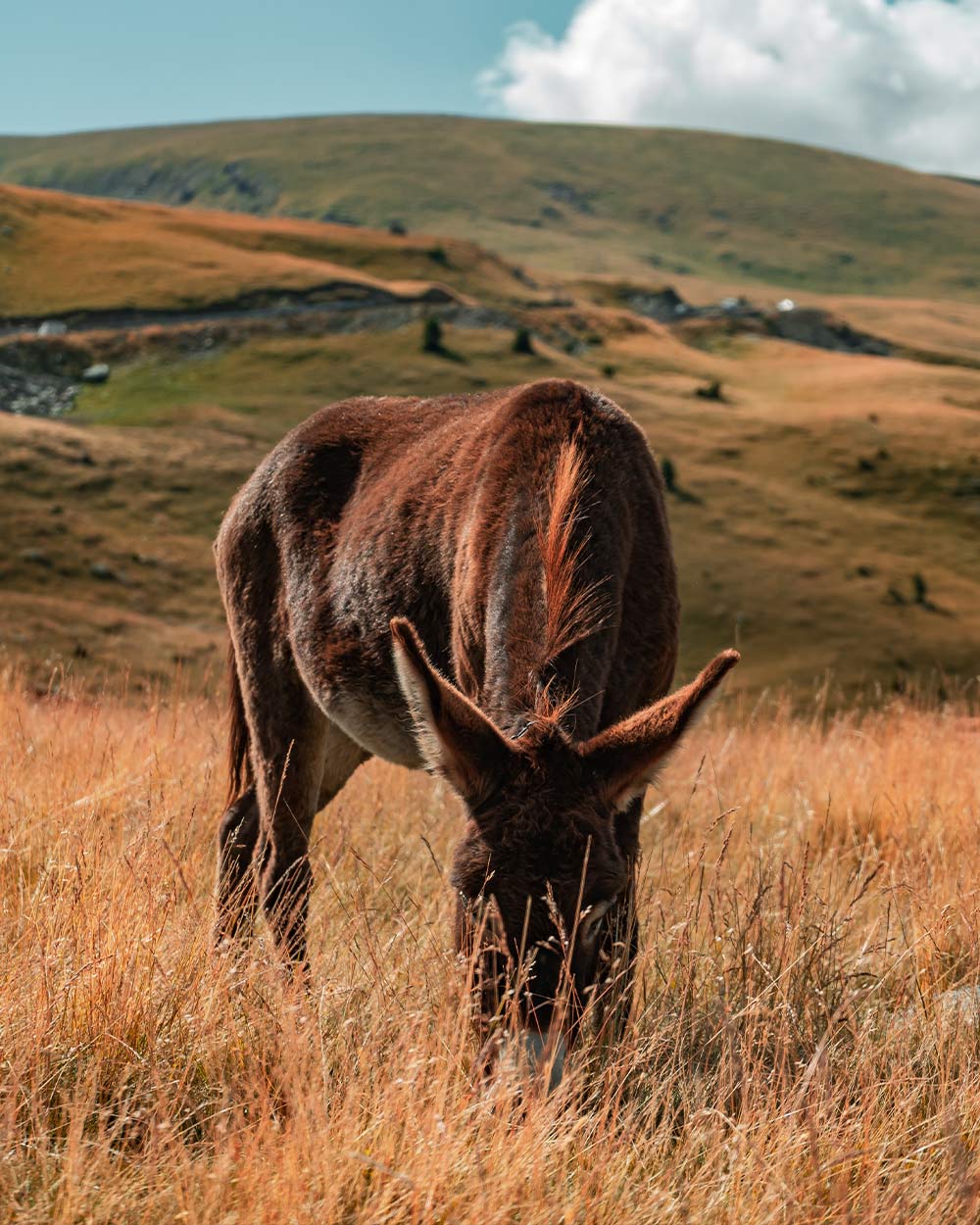 The grassland prairies of North America are rapidly disappearing.