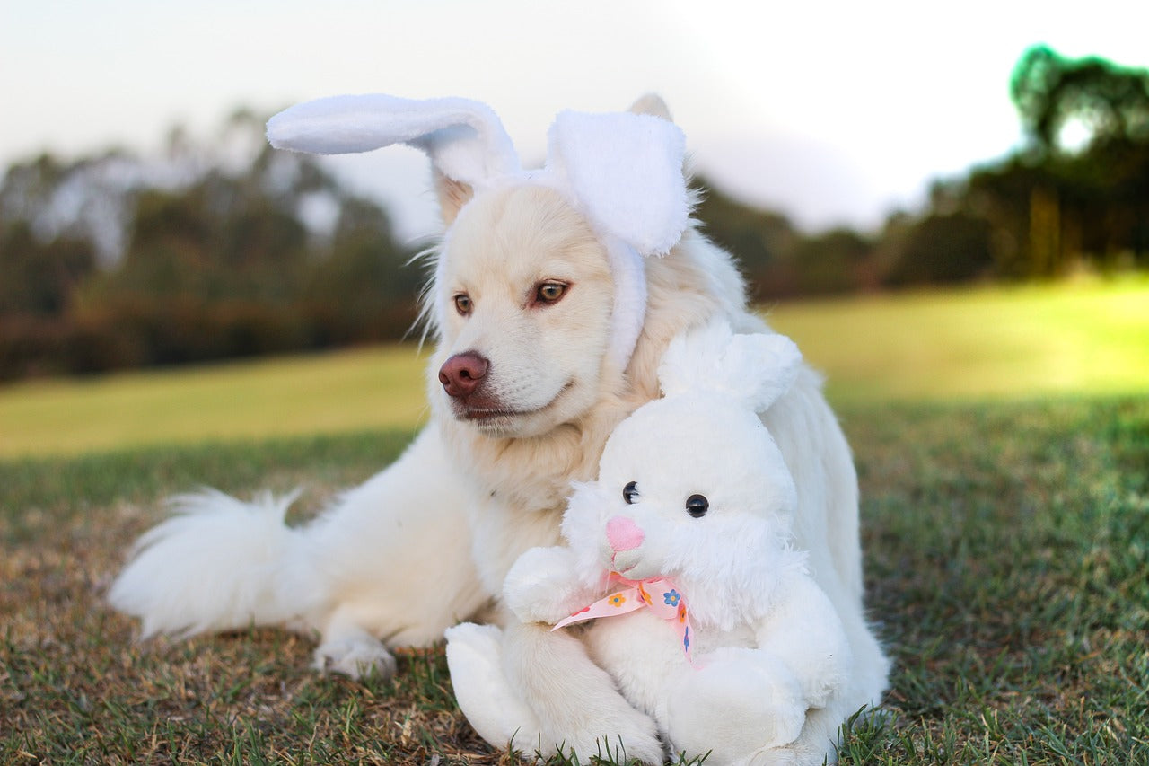 easter dog