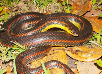 Elusive rainbow snake pictured at night