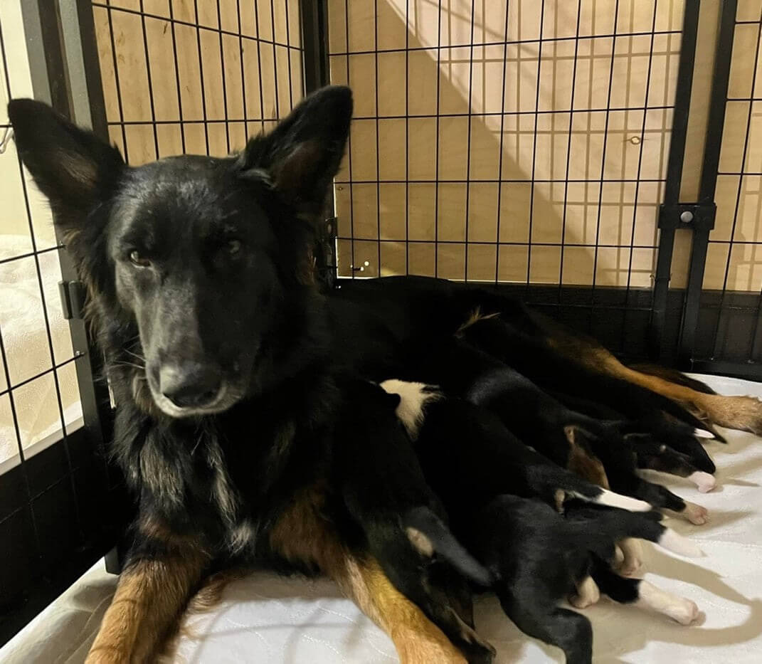 A rescue dog lying in a crate with her puppies