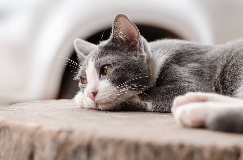 Resting gray and white cat