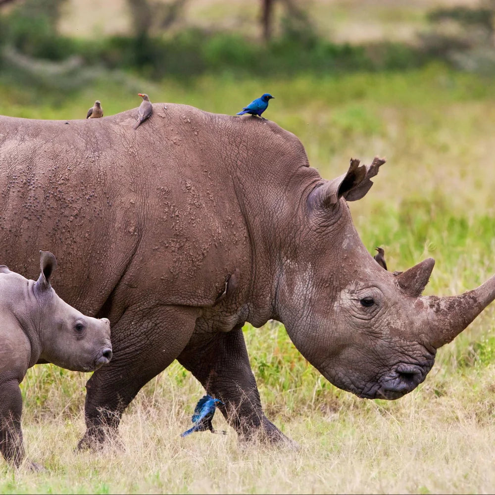 Help Save the Rhino