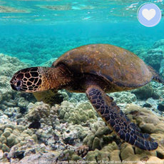 Save the Sea Turtle