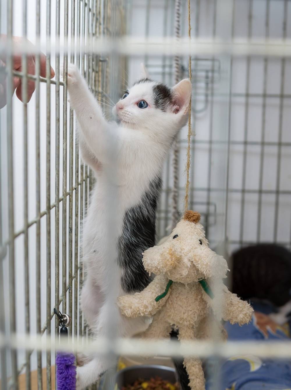 Shelter cat reaches out to visitor