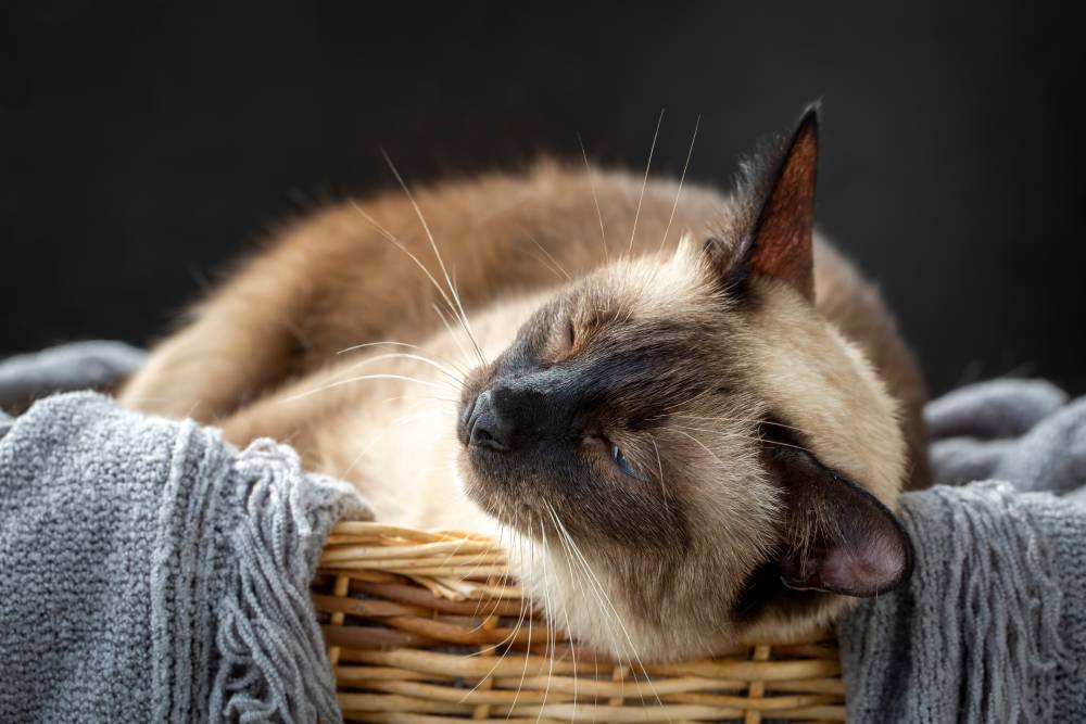 Siamese cat dozing off