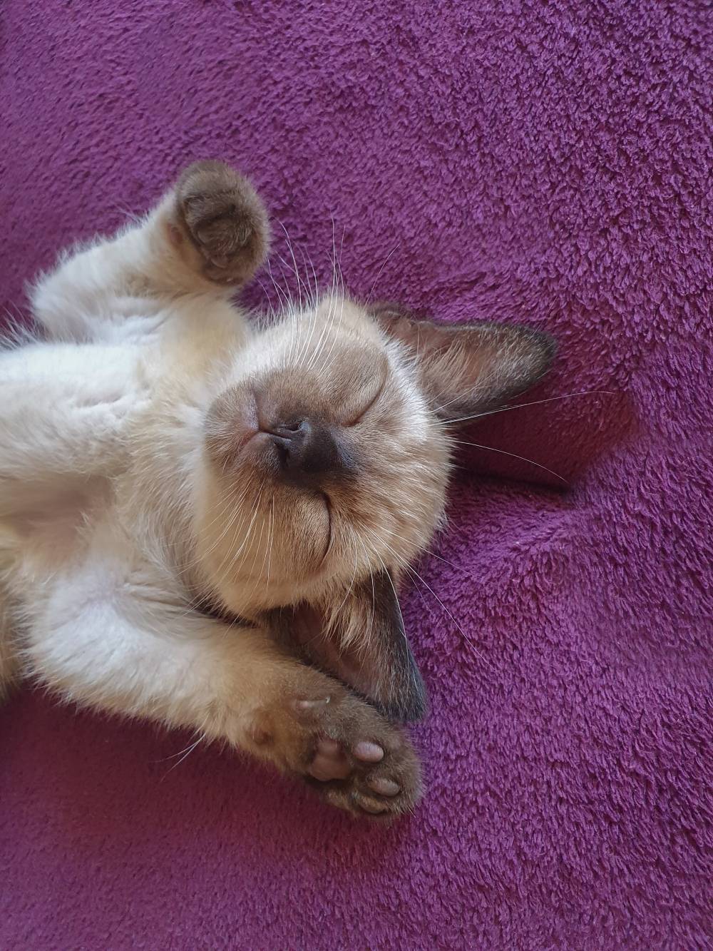 Cute sleeping Siamese kitten