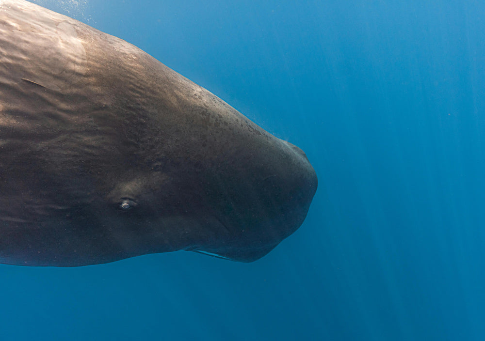 Researchers have identified over 156 distinct codas in sperm whale communication.