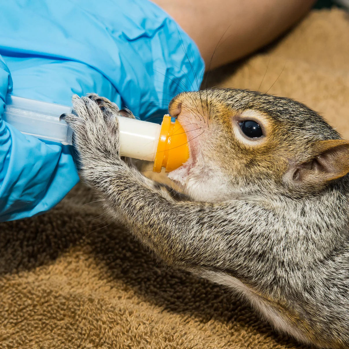 Send Life-Saving Formula to Baby Forest Animals