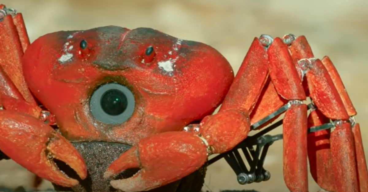 Robotic Crab