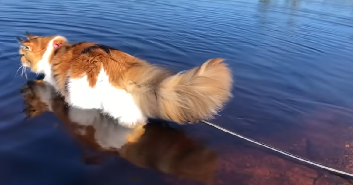 Maine Coon Cat Reluctantly Braves The Water And Swims To Her Owner ...