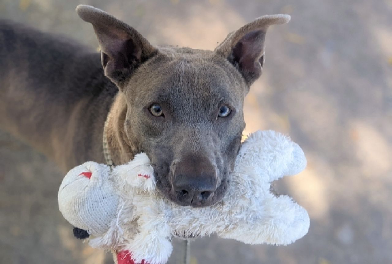 adoptable dog