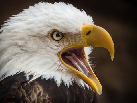 Closeup of bald eagle