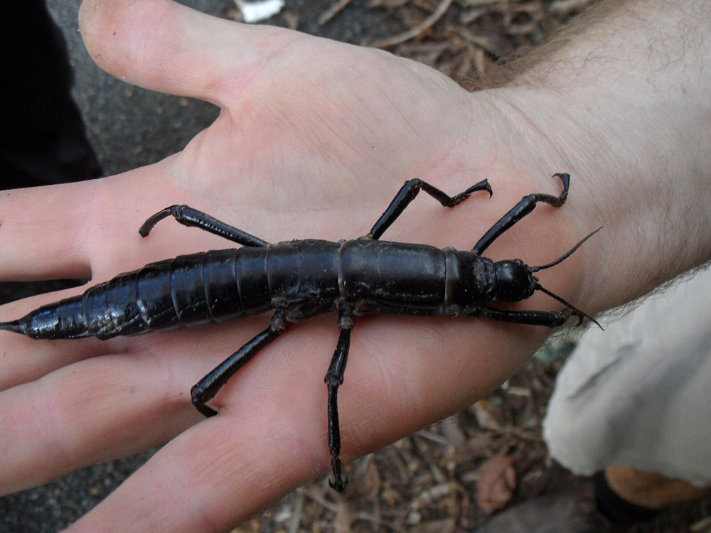 Zoos in Melbourne, Bristol, and San Diego have successfully bred thousands of tree lobsters in captivity.