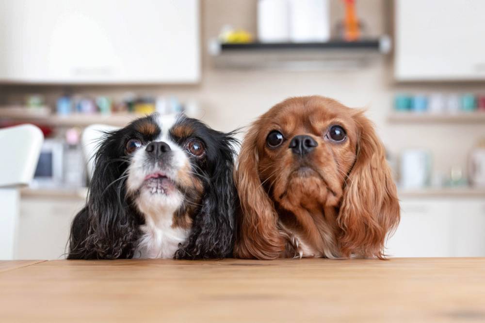 Two wide-eyed dogs sitting at table