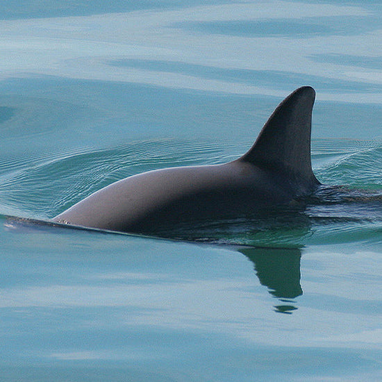  Mexico: Protect the Endangered Vaquita 