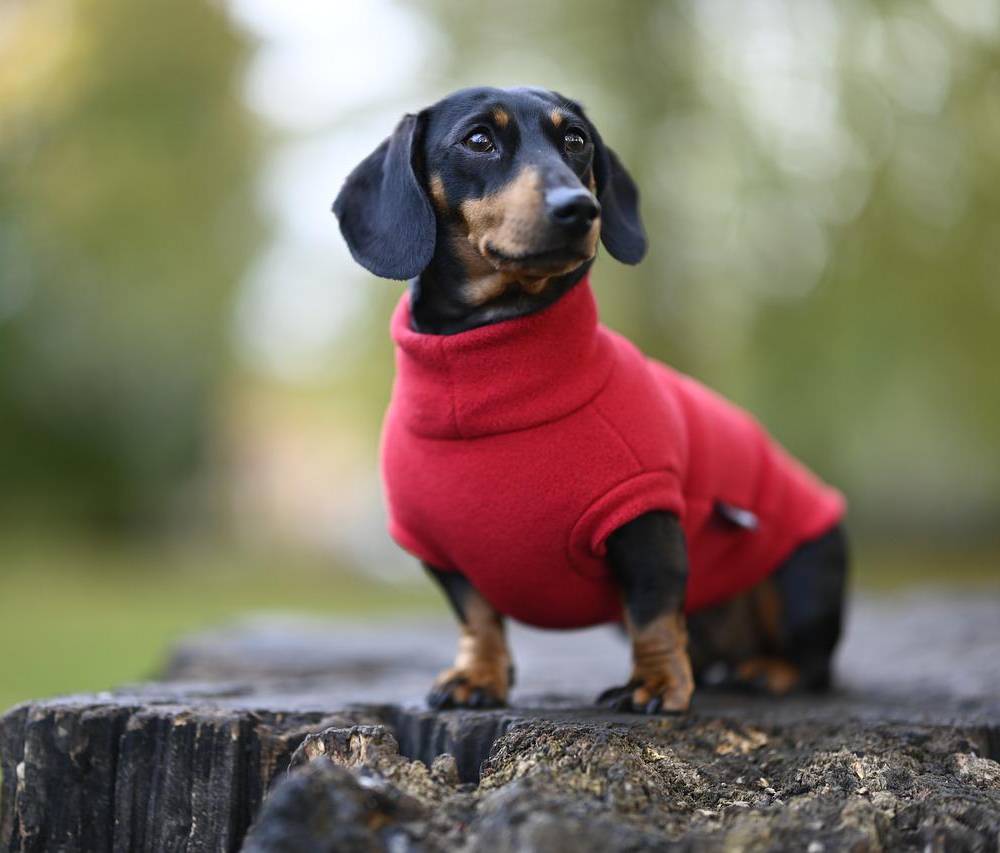 wiener dog