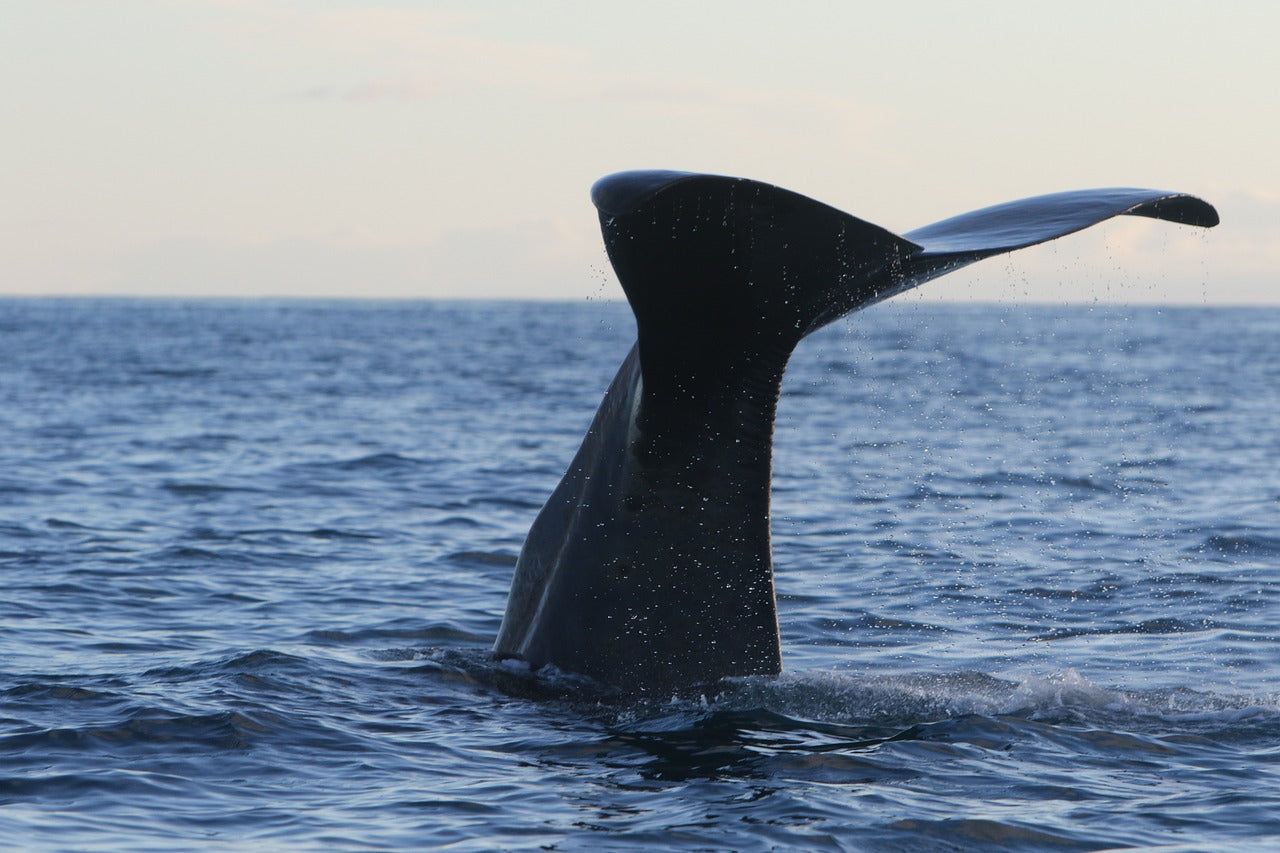 sperm whale tail