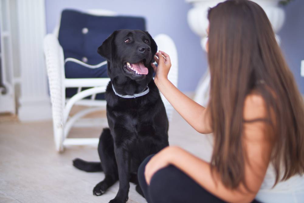 Black labrador being pet by a human